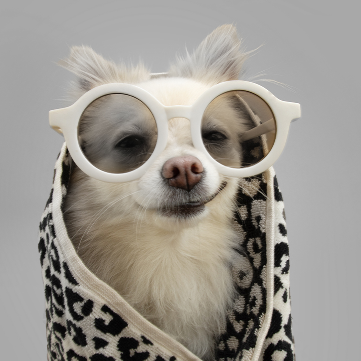 Hund